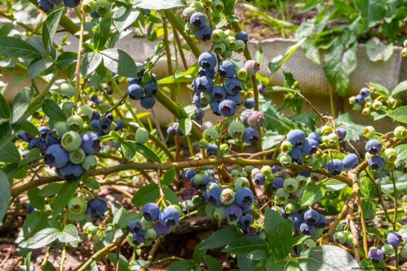 Guida alla coltivazione dei mirtilli:consigli essenziali per i giardinieri domestici 
