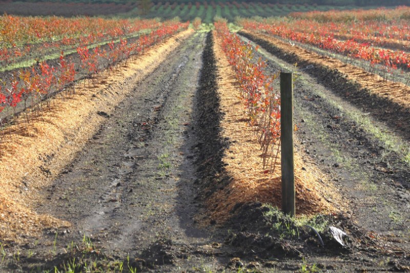 Guida alla coltivazione dei mirtilli:consigli essenziali per i giardinieri domestici 