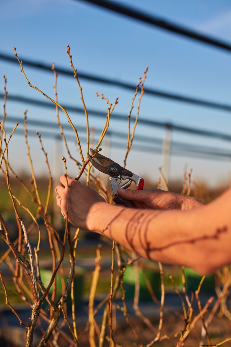 Guida alla coltivazione dei mirtilli:consigli essenziali per i giardinieri domestici 