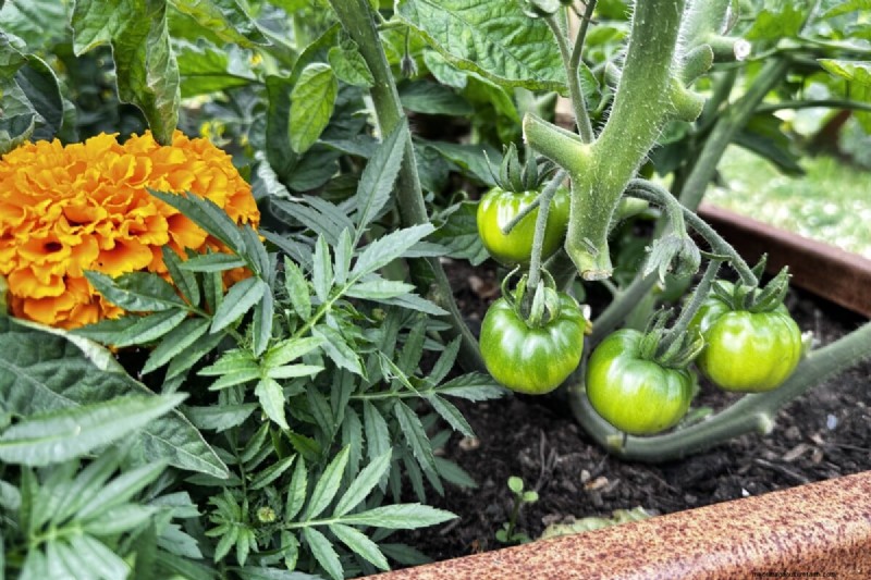 Tomaten-Begleitpflanzung:Was funktioniert und was nicht (aktualisiert 2024) 