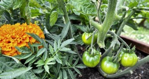 Gecombineerde tomatenplanten:wat werkt en wat niet (bijgewerkt in 2024) 