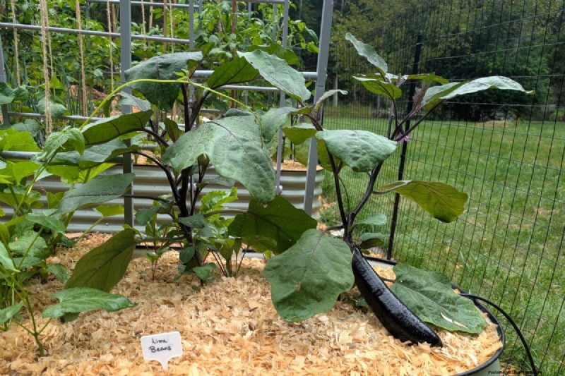 Tomaten-Begleitpflanzung:Was funktioniert und was nicht (aktualisiert 2024) 