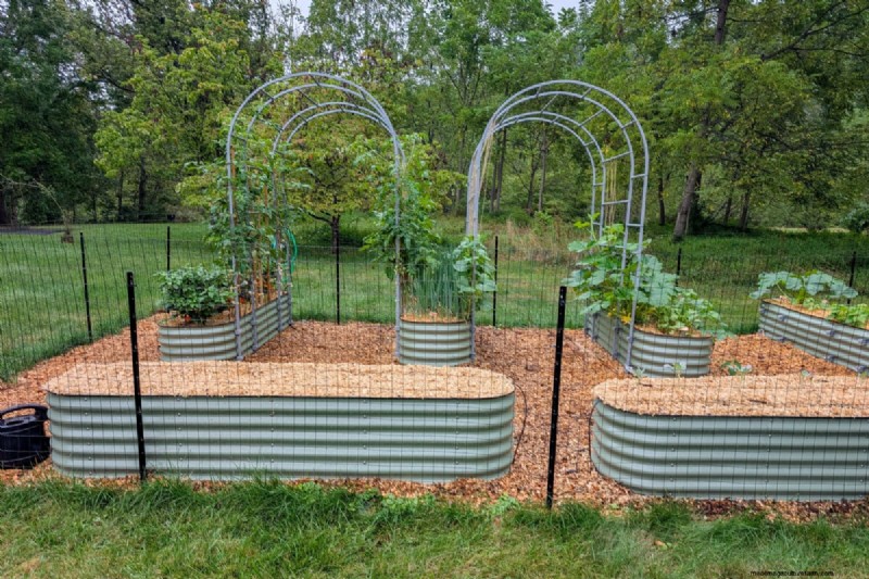 Tomaten-Begleitpflanzung:Was funktioniert und was nicht (aktualisiert 2024) 