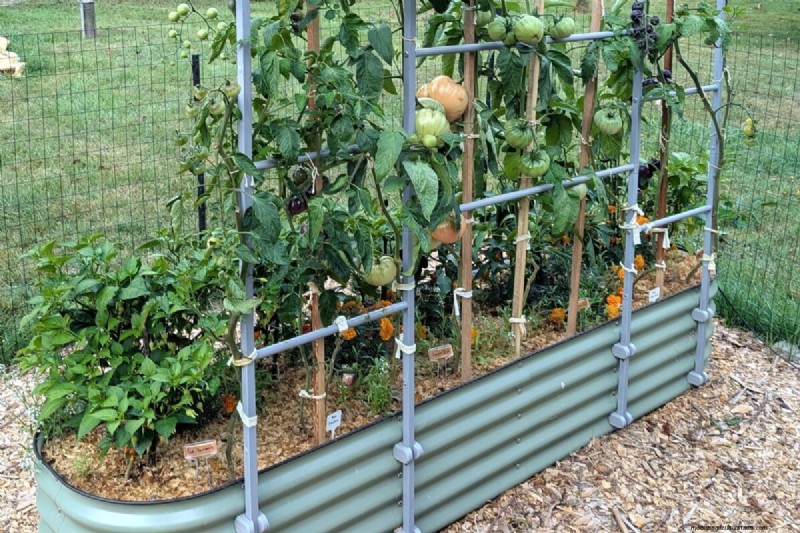 Tomaten-Begleitpflanzung:Was funktioniert und was nicht (aktualisiert 2024) 