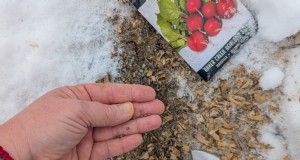 Direktsaat:27 Samen vor dem letzten Frost pflanzen 