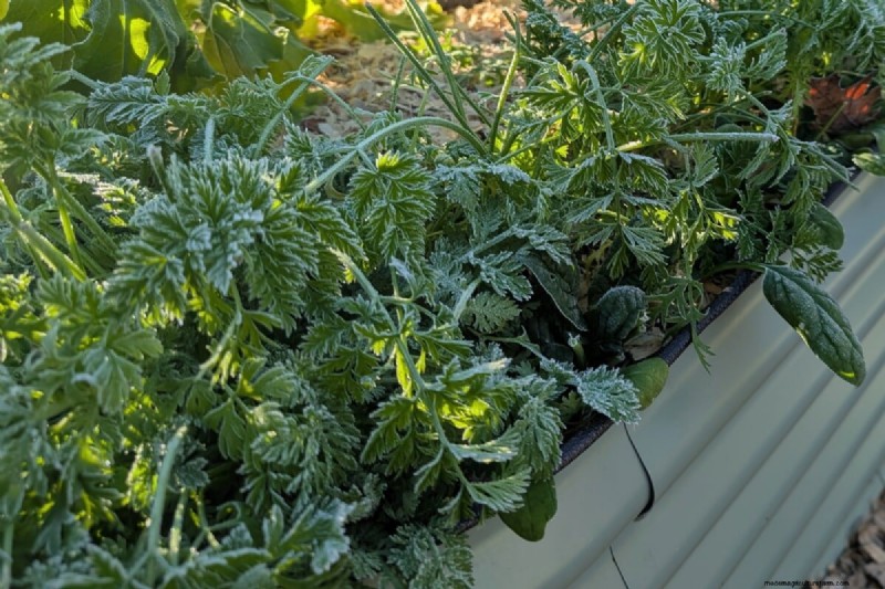 Direct zaaien:27 zaden om te planten vóór de laatste nachtvorst 
