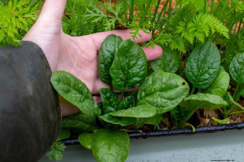 Direct zaaien:27 zaden om te planten vóór de laatste nachtvorst 