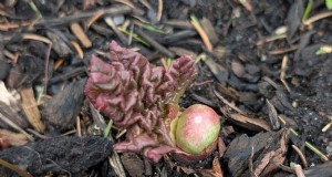 Cura del rabarbaro:compiti primaverili per un raccolto abbondante 