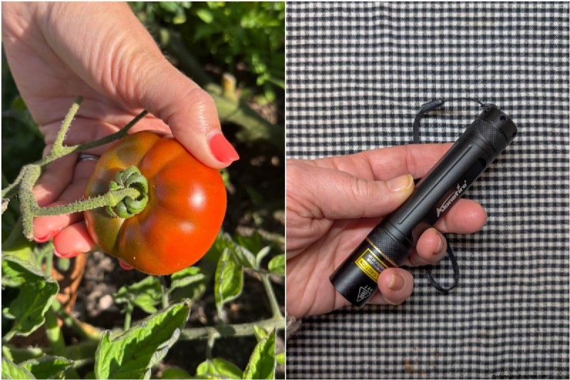 Bessere Tomaten anbauen:7 wesentliche Werkzeuge und Techniken 