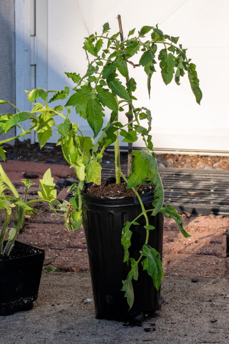 Bessere Tomaten anbauen:7 wesentliche Werkzeuge und Techniken 