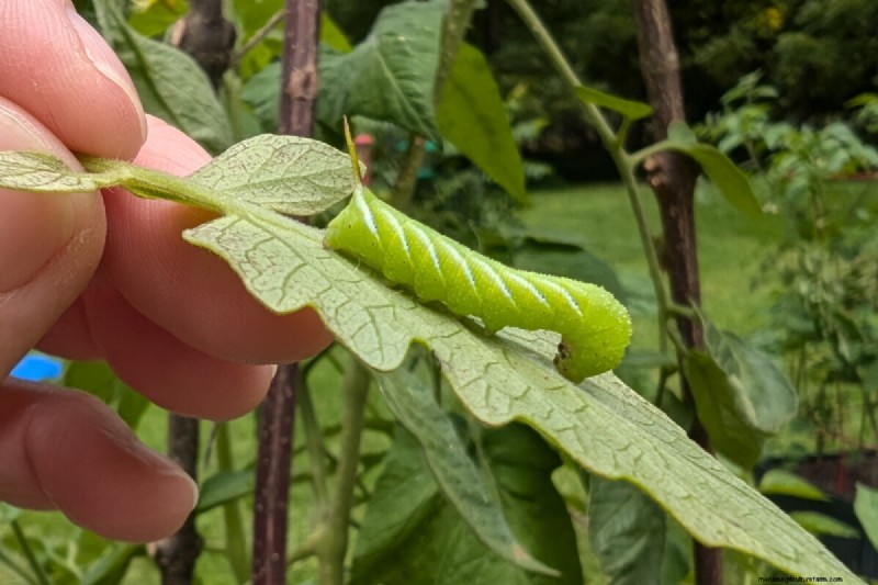 Bessere Tomaten anbauen:7 wesentliche Werkzeuge und Techniken 