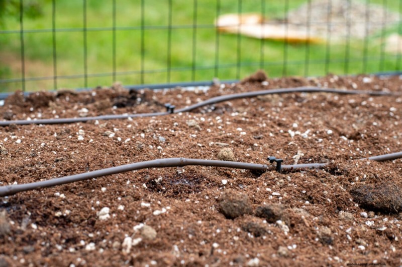 Bessere Tomaten anbauen:7 wesentliche Werkzeuge und Techniken 