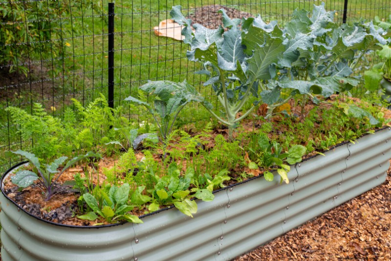 Febrero Jardinería en camas elevadas:3 tareas esenciales para una temporada abundante 