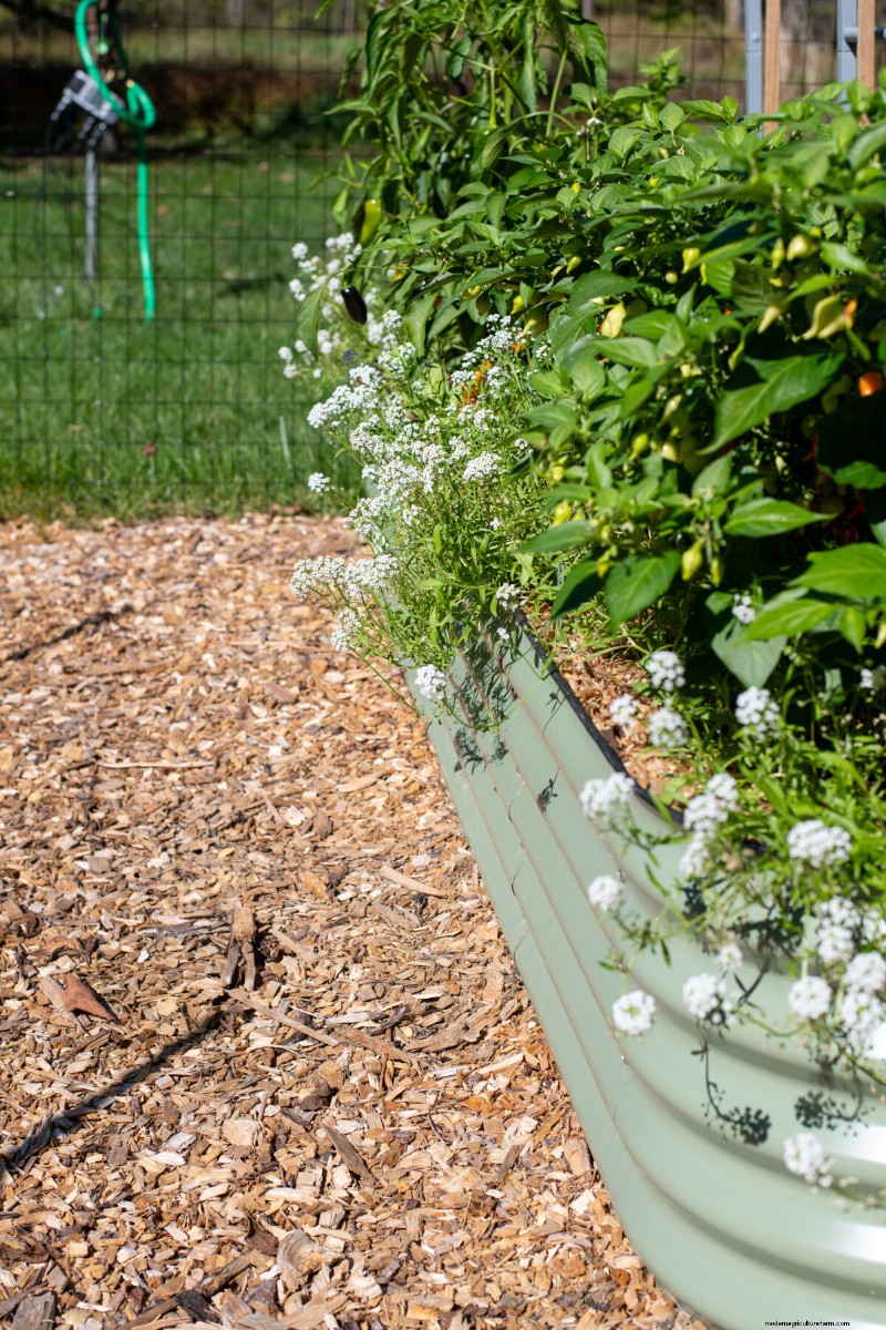 Febrero Jardinería en camas elevadas:3 tareas esenciales para una temporada abundante 