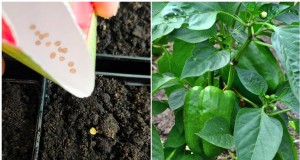 Guía inicial de semillas de pimiento:consejos esenciales para jardineros domésticos 