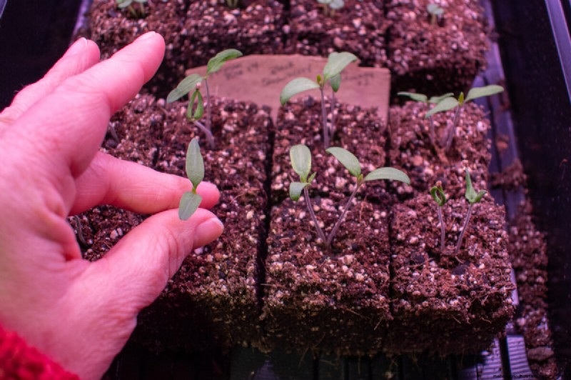 Guía de plantación de enero y febrero:18 hortalizas para cada zona de cultivo 