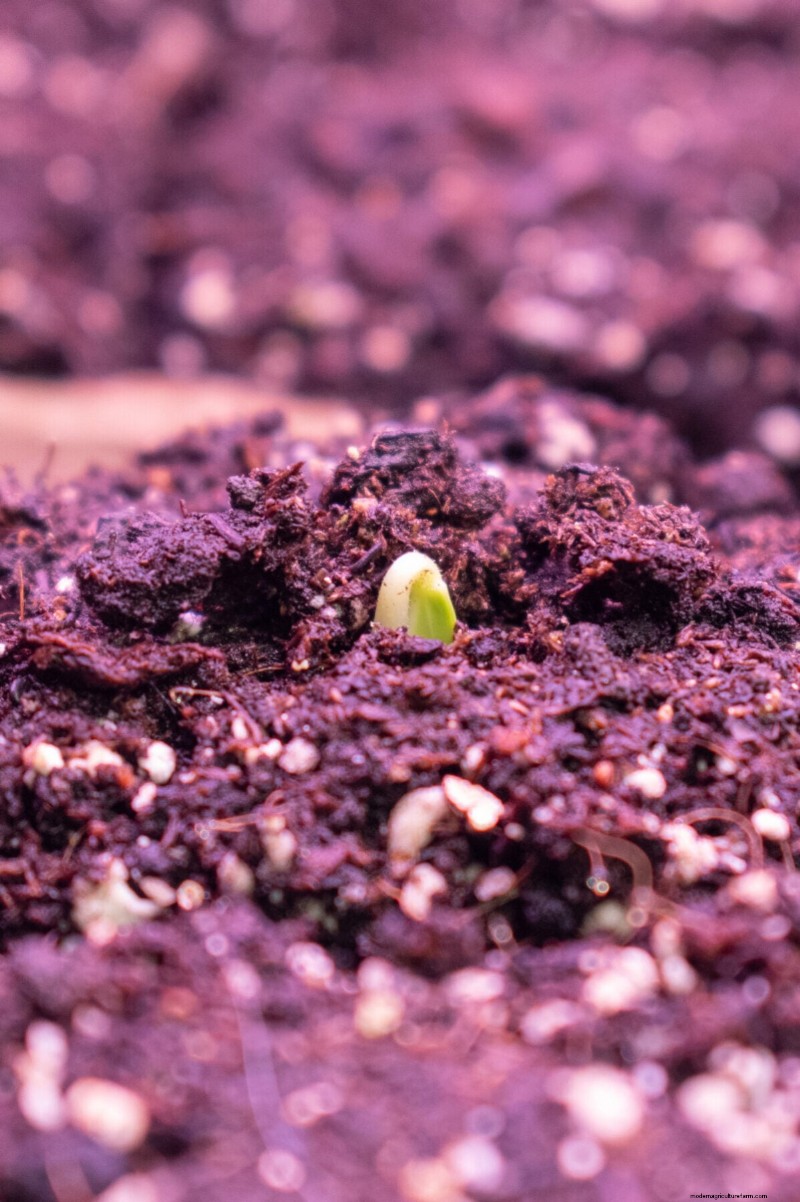 Guía de plantación de enero y febrero:18 hortalizas para cada zona de cultivo 