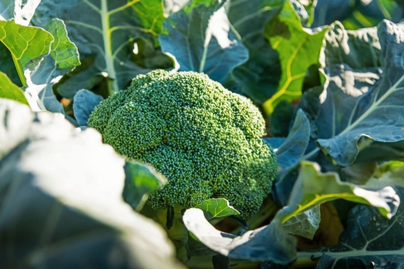 Guía de plantación de enero y febrero:18 hortalizas para cada zona de cultivo 