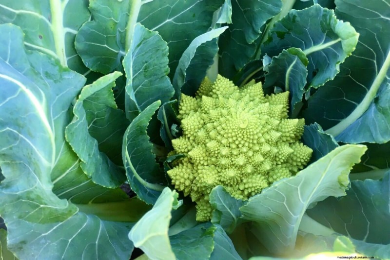 Guía de plantación de enero y febrero:18 hortalizas para cada zona de cultivo 
