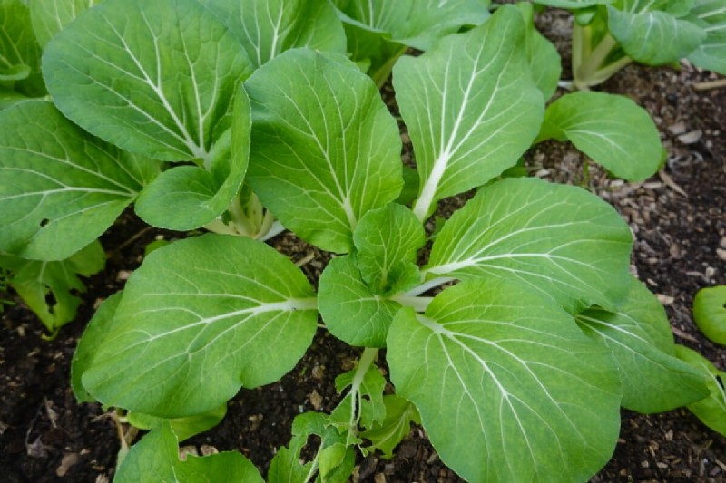 Guía de plantación de enero y febrero:18 hortalizas para cada zona de cultivo 