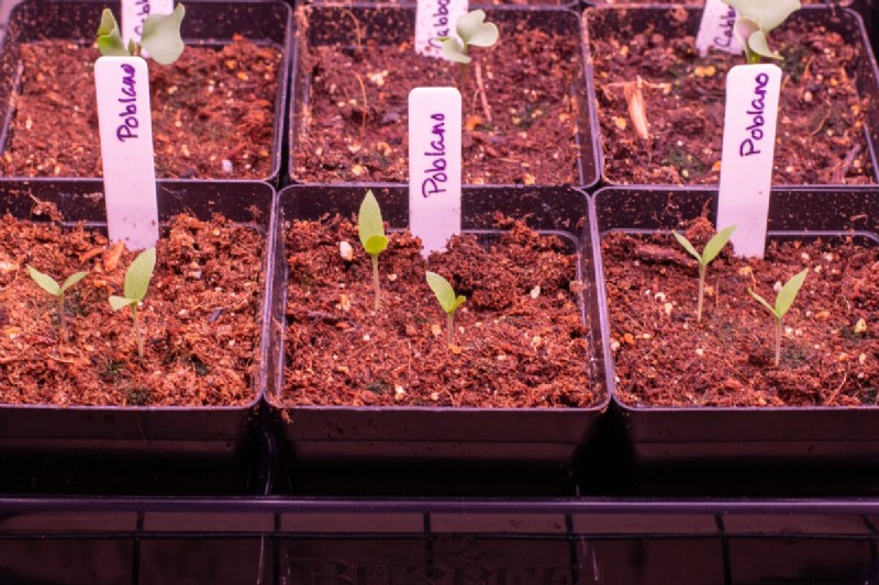 Guía de plantación de enero y febrero:18 hortalizas para cada zona de cultivo 