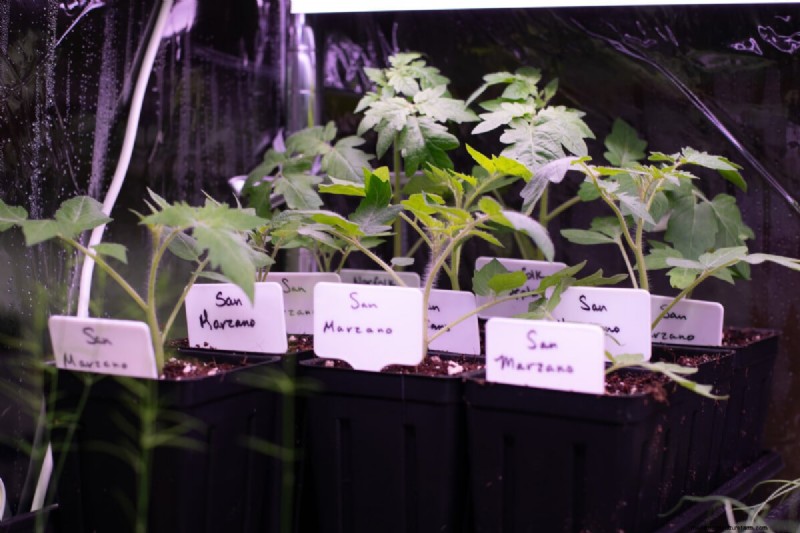 Guía de plantación de enero y febrero:18 hortalizas para cada zona de cultivo 