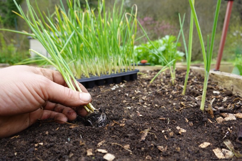 Guía de plantación de enero y febrero:18 hortalizas para cada zona de cultivo 