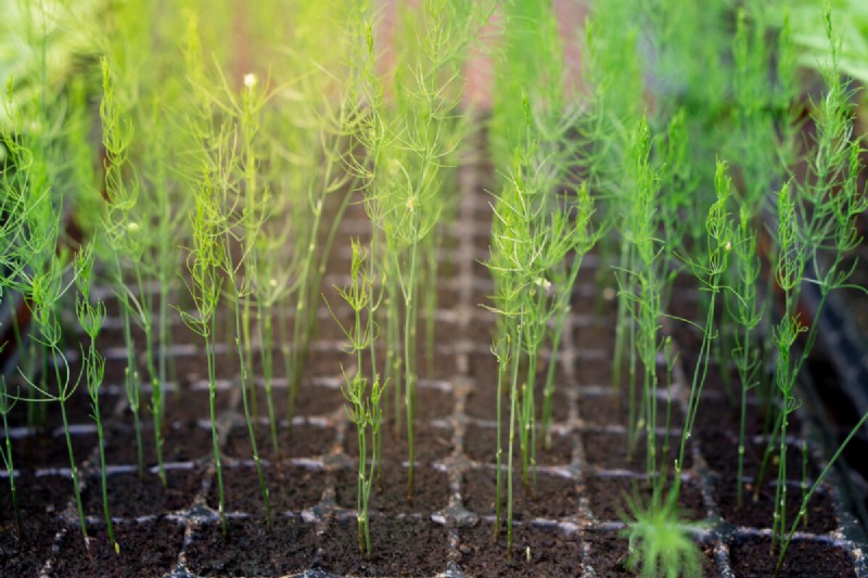 Guía de plantación de enero y febrero:18 hortalizas para cada zona de cultivo 