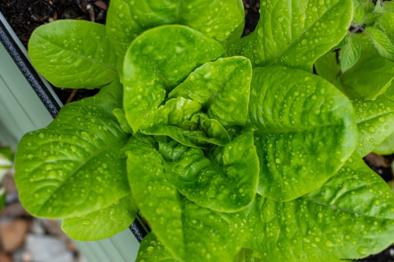 Guía de plantación de enero y febrero:18 hortalizas para cada zona de cultivo 