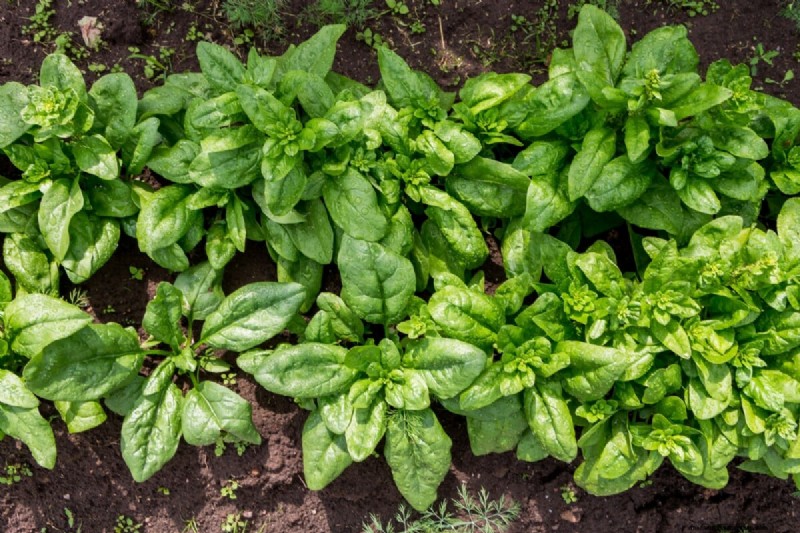 Guía de plantación de enero y febrero:18 hortalizas para cada zona de cultivo 