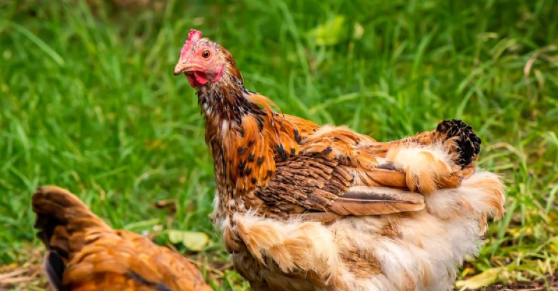 Capire la muta dei polli:una guida per gli allevatori di polli 