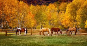 Estrategias de alimentación de otoño para caballos:mantenimiento del metabolismo y la salud intestinal 
