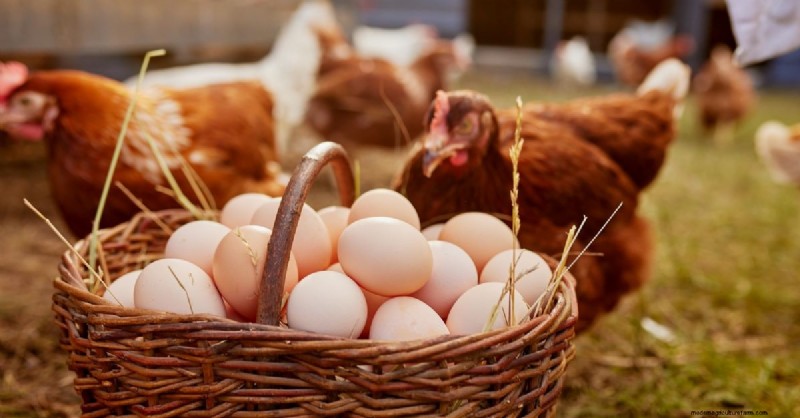 Sterke eierschalen:de Science &Homestead-oplossingen begrijpen 