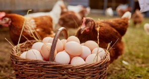 Sterke eierschalen:de Science &Homestead-oplossingen begrijpen 