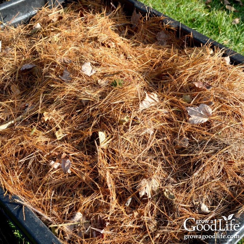Mantillo de agujas de pino:beneficios, usos y aplicaciones en su jardín 
