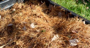 Mantillo de agujas de pino:beneficios, usos y aplicaciones en su jardín 