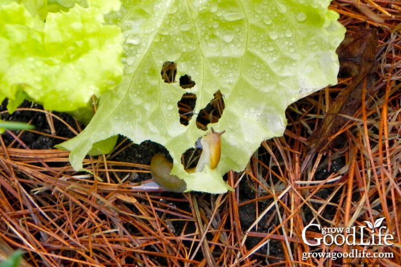 Mantillo de agujas de pino:beneficios, usos y aplicaciones en su jardín 