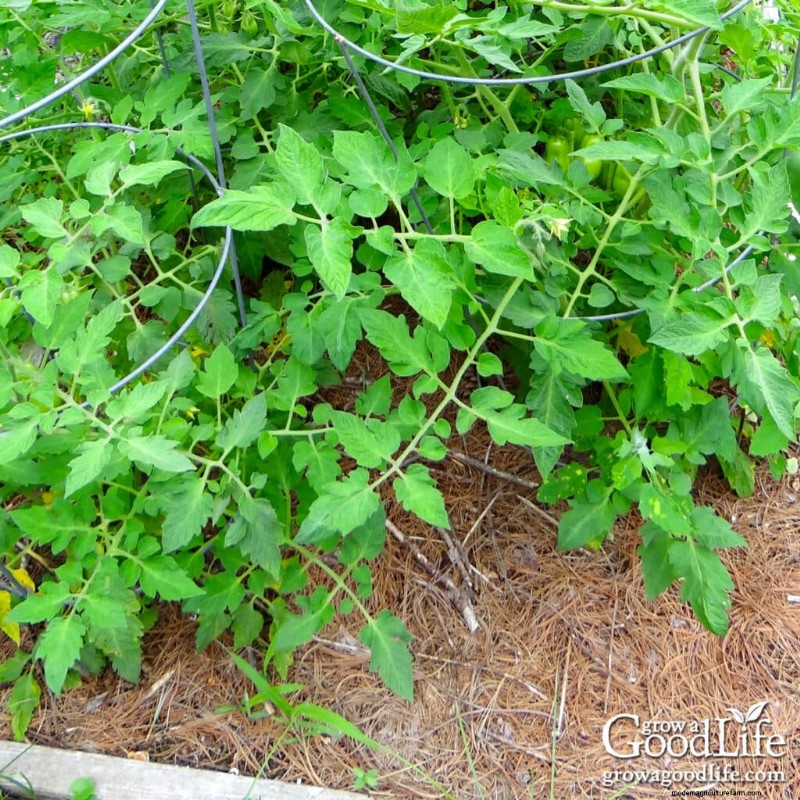 Mantillo de agujas de pino:beneficios, usos y aplicaciones en su jardín 