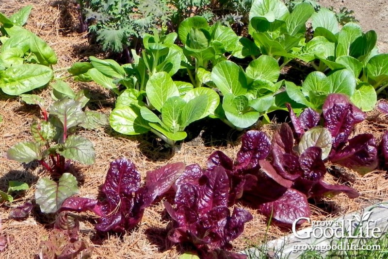 Mantillo de agujas de pino:beneficios, usos y aplicaciones en su jardín 
