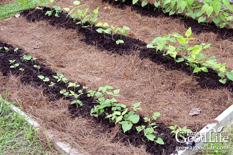Mantillo de agujas de pino:beneficios, usos y aplicaciones en su jardín 