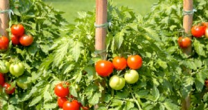 Handleiding voor het kweken van containertomaten:een handboek voor beginners 
