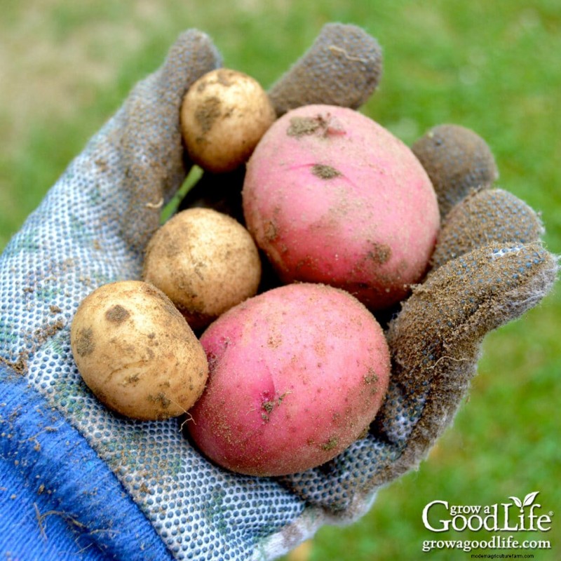 Cultivar patatas:una guía completa para jardineros domésticos 