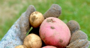 Odla potatis:En omfattande guide för trädgårdsmästare 