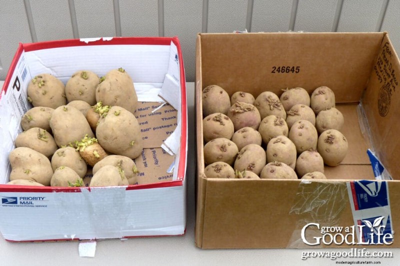 Cultivar patatas:una guía completa para jardineros domésticos 