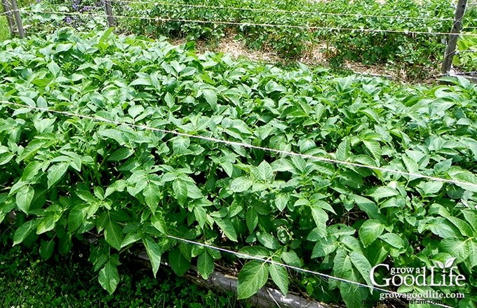 Cultivar patatas:una guía completa para jardineros domésticos 
