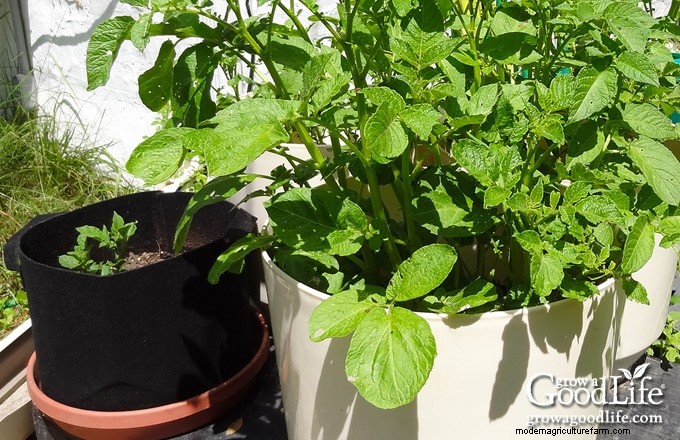 Cultivar patatas:una guía completa para jardineros domésticos 