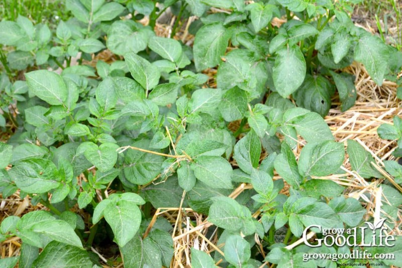 Cultivar patatas:una guía completa para jardineros domésticos 