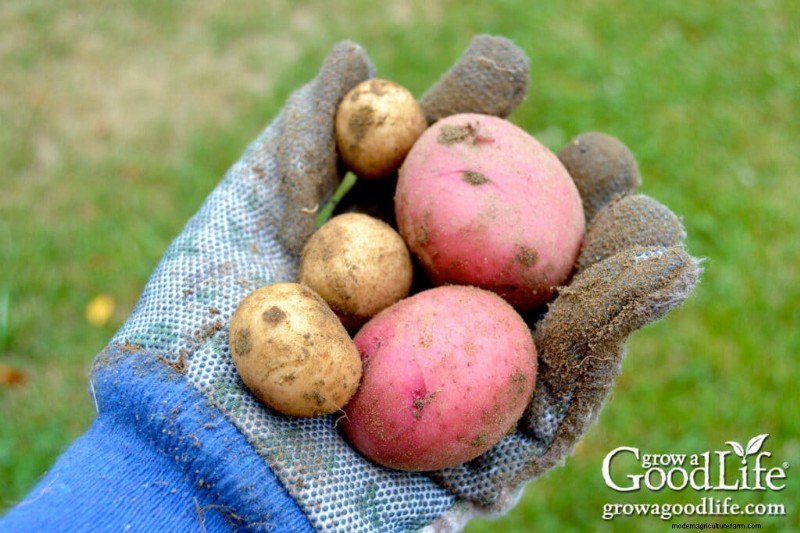Cultivar patatas:una guía completa para jardineros domésticos 