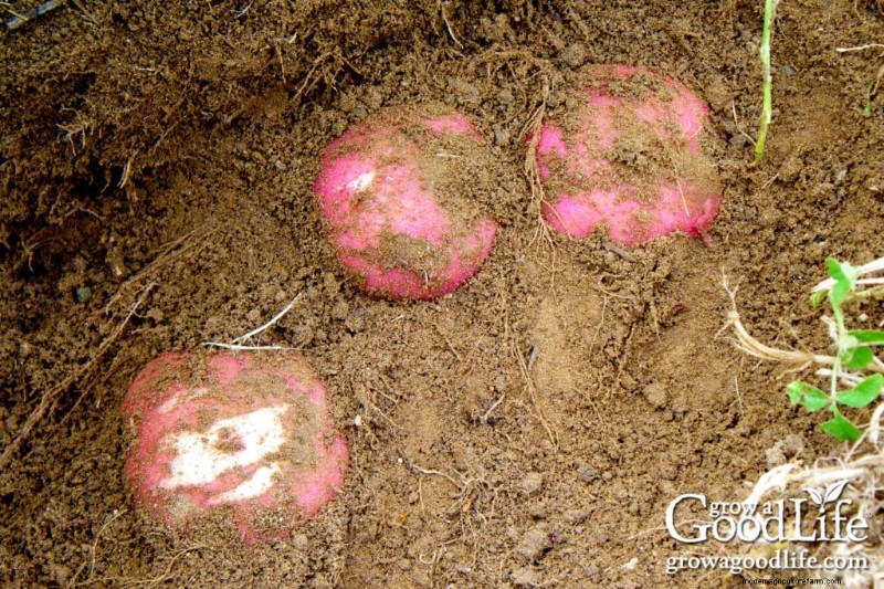 Cultivar patatas:una guía completa para jardineros domésticos 