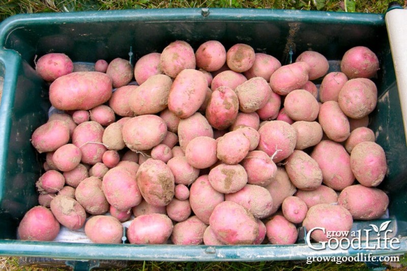 Cultivar patatas:una guía completa para jardineros domésticos 